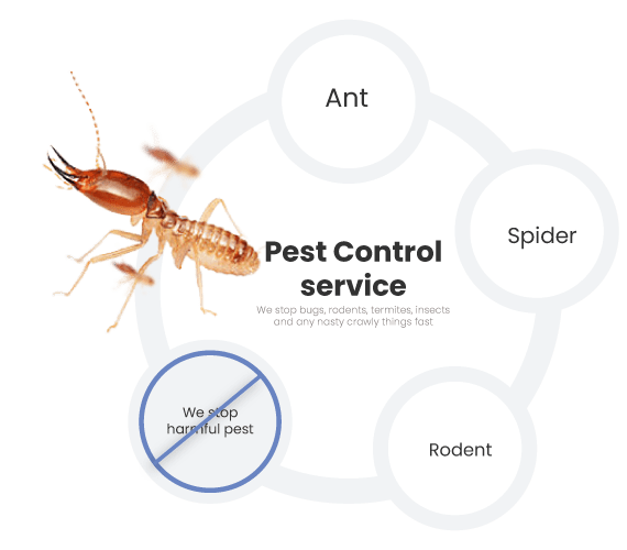 Emergency Termite Control Service