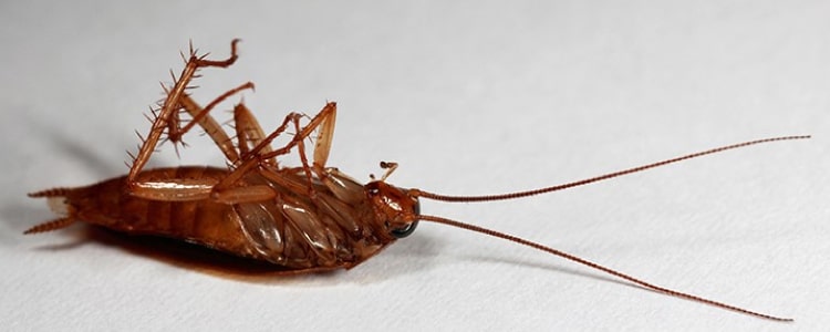 cockroach control  brisbane