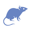 Rodent & Mice Control Wurtulla