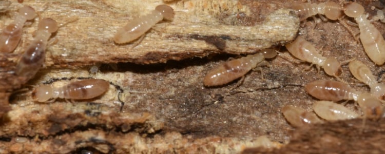 termite control brisbane