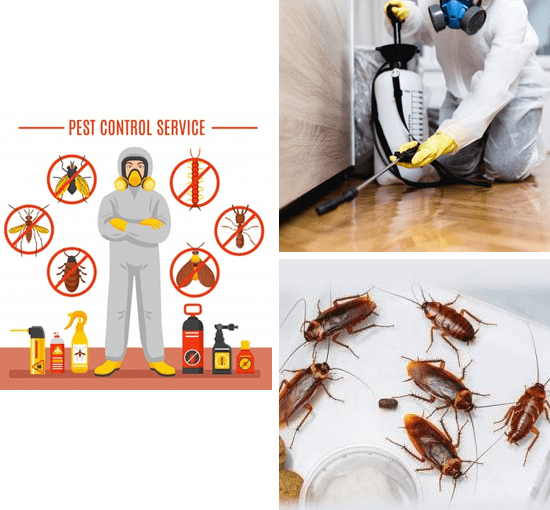 Micks-The-Top-Rated-Pest-Controller-in-Brisbane-QLD