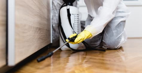 Trustable Local Pest Control Experts Coomera