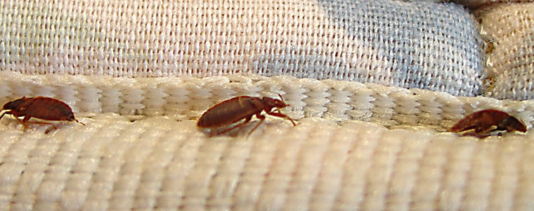 Bed Bug Exterminators