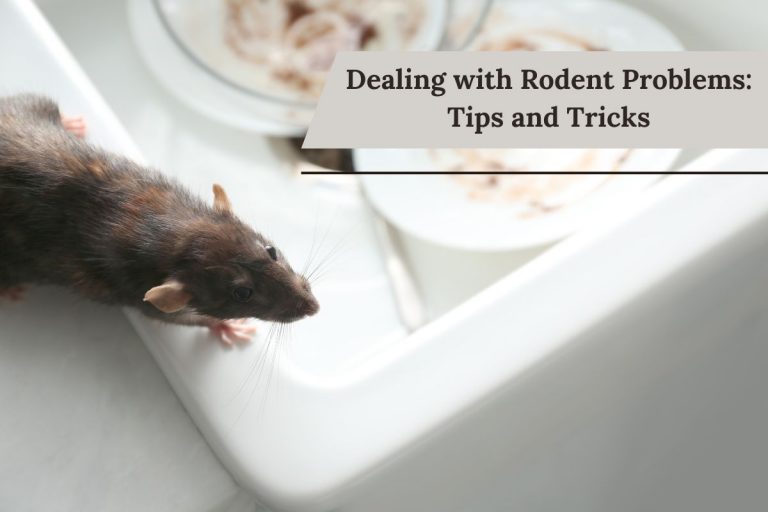 Dealing with Rodent Problems: Tips and Tricks