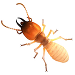 Termites