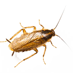 Cockroaches