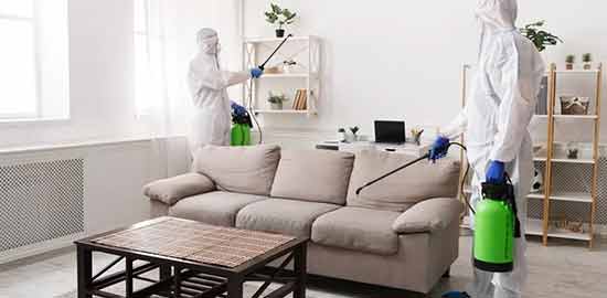 Home Protection and Pest Control in Brisbane