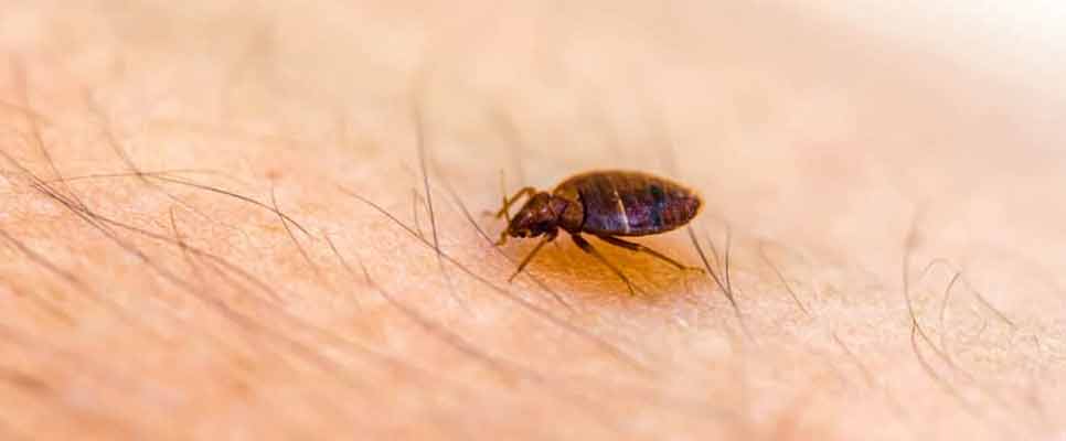 Bed Bug Prevention and Treatment