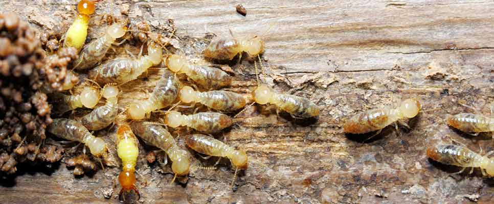 How to Prevent Termite Infestations